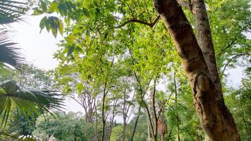 Wonderful View of green trees in forest photo