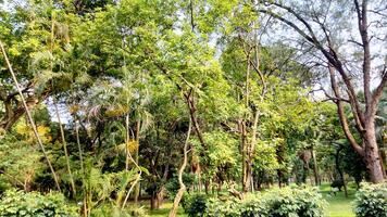 Wonderful View of green trees in forest photo