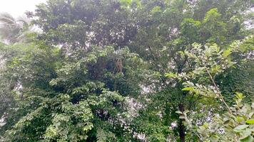 Wonderful View of green trees in forest photo