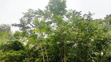 Wonderful View of green trees in forest photo