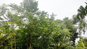 Wonderful View of green trees in forest photo