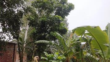 Wonderful View of green trees in forest photo