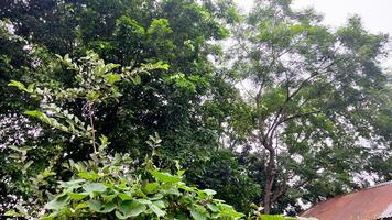 Wonderful View of green trees in forest photo