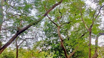 Wonderful View of trees in forest photo