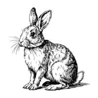 Side view sketch of a rabbit sitting on a white background vector