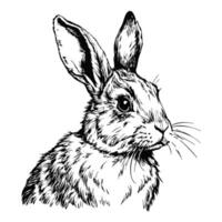 Front view sketch of a rabbit sitting on a white background vector