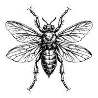 Sketch of an insect with wide wings on a white background vector