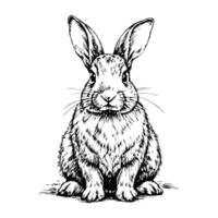 Sketch of a rabbit sitting with its head raised on a white background vector