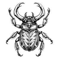 Sketch of a beetle with large horns on a white background vector