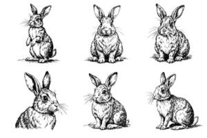 Set of sketches of black and white rabbits from different angles. vector