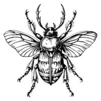 Sketch of a beetle with narrow wings on a white background vector