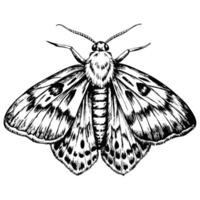 Sketch of a moth on a white background vector