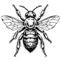 Sketch of a bee on a white background vector