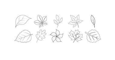 line set of leaf icons, Maple leaf, leaves, herbs, chestnut, acorn in sketch style, Hand drawn illustration isolated on white background. vector