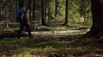 A man with a backpack travels through a beautiful forest in Carpathian mountains. Sports and recreation hiking concept. 4K video