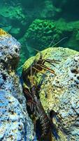 underwater scene with reef and underwater. various fish. seamless looping time-lapse virtual 4K animation background video
