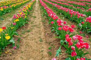 Rows and rows of flowering tulips in bloom photo
