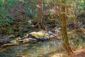 Tree with spreading roots along the creek photo
