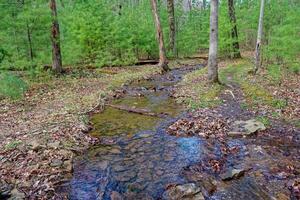 Creek through the pine forest photo