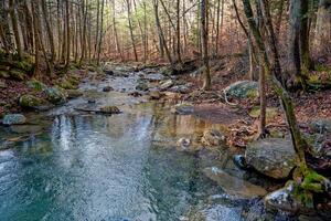 Creek through the forest photo