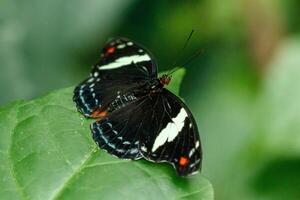 macro beautiful butterfly Papilio aegeus photo
