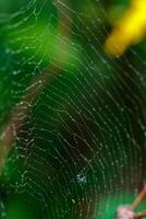beautiful cobweb in the sun with dew drops photo