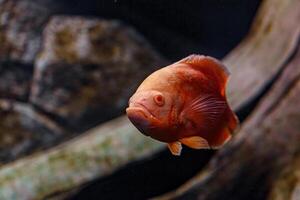 Underwater photography of Oscar fish fish photo