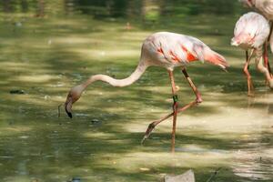 Two flamingos in the lake photo