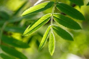 Beautiful spring leaves of trees in the sun's rays macro photo