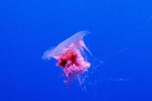 macro of a beautiful jellyfish cyanea capillata photo