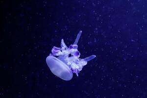 macro of a beautiful jellyfish rhizostoma luteum photo