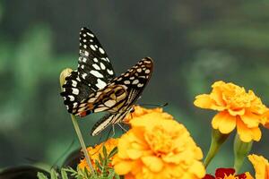 macro beautiful butterfly Papilio demoleus photo