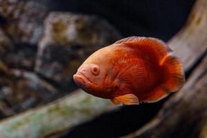 Underwater photography of Oscar fish fish photo