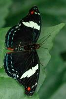 macro beautiful butterfly Papilio aegeus photo