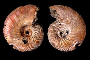 Macro mineral stone Ammonite shell on a black background photo