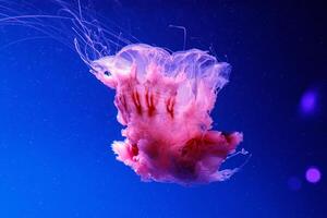macro of a beautiful jellyfish cyanea capillata photo