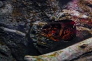 Underwater photography of Oscar fish fish photo