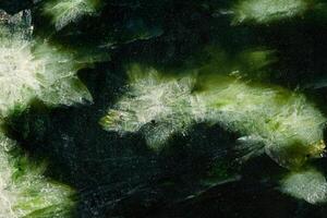 Macro stone Nephrite mineral on white background photo