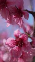 A close up of a bright pink flowers peach tree spring bloom. Vertical . Slow motion video