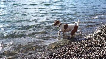 Cute senior Fox Terrier puppy fetching a stick on the beach. Handsome man and his dog playing fetch at the beach on sunset. Slow motion video