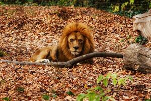 The lion resting in the autumn leaves photo