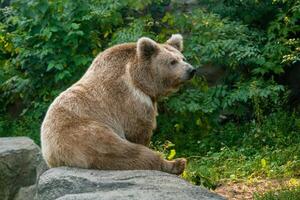 A bear on the shore of a lake photo