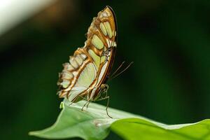 macro beautiful butterfly Siproeta stelenes photo