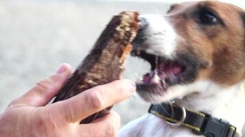 Cute senior Fox Terrier puppy fetching a stick on the beach. Handsome man and his dog playing fetch at the beach on sunset. Close up, Slow motion video