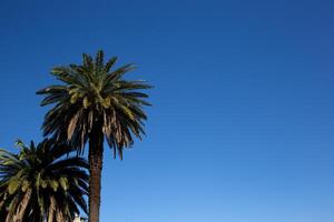 two beautiful green palm trees on the background of the sky photo