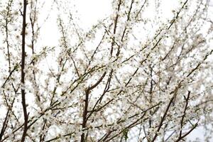 white delicate spring flowers on a large tree photo