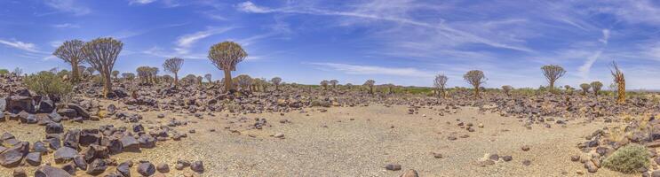 Panoramic picture of a quiver tree in the quiver tree forest near Keetmanshoop in southern Namibia photo