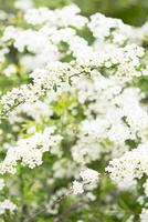 Spirea with white flowers blooming in the garden. photo