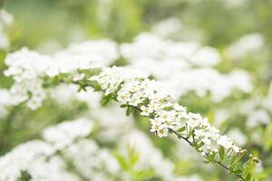 primavera florecer por oferta blanco flores foto