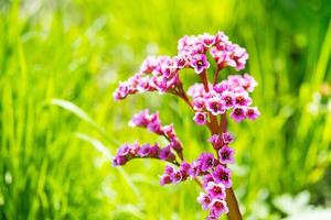 rosado flores de florecer bergenia en el luz de sol. foto